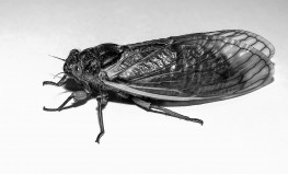 Vecākā dabas mandolīna