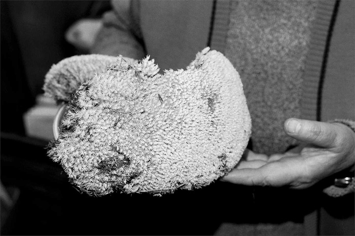 Zilganā baltsamtīte (Leucobryum Glaucum) (Foto - Kaspars Goba)